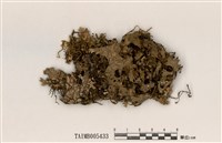 藏品(吉村肺衣)的圖片